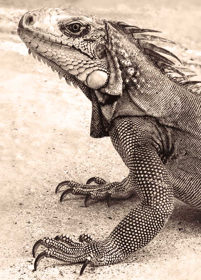 A lizard.